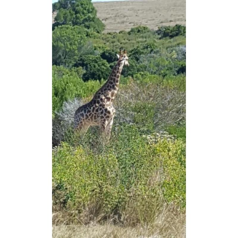 Prachtige villa in Jeffreys bay Zuid Afrika