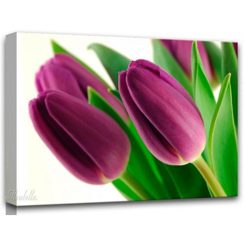 Schilderij Canvas bloemen Violet Tulip 60 x 80 cm tulpen