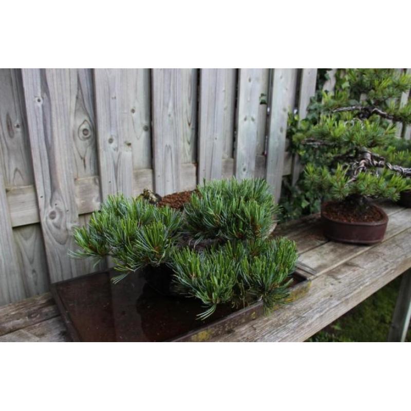 Bonsai Pinus Parviflora op rots