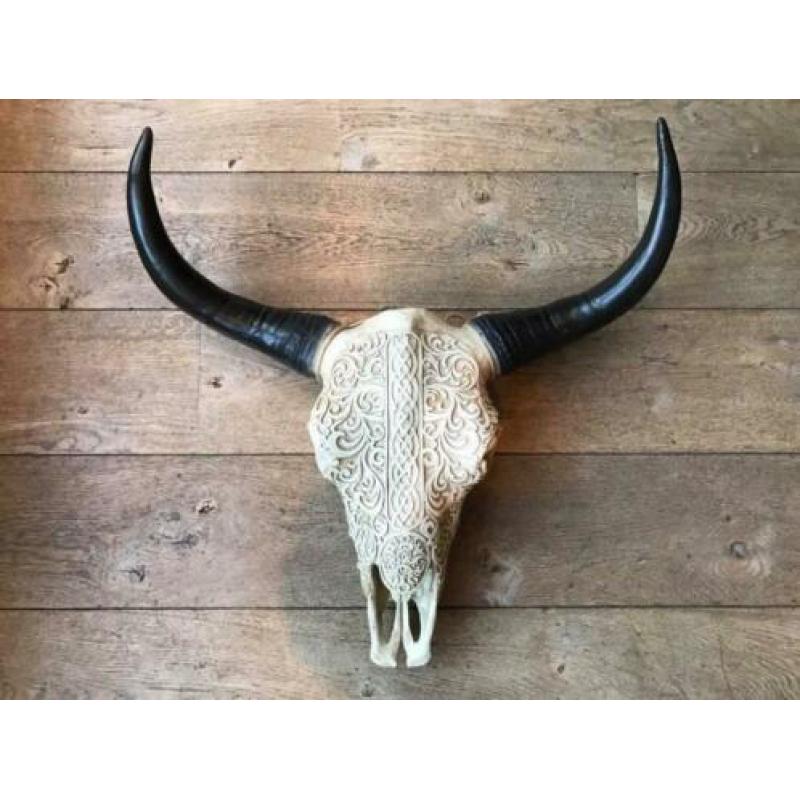 Skulls longhorn buffel schedel longhorn skull dierenschedel