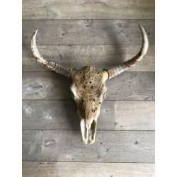 Skulls longhorn buffel schedel longhorn skull dierenschedel